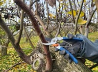 충남 과수화상병 75% 급감…동계 궤양 제거 ‘중요’ post image