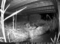 '2025년 세종호수공원 정밀 생태분포조사' 결과 발표 post image