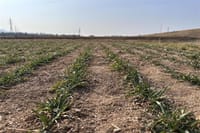 맥류 수확량 ‘생육재생기’ 관리가 좌우 post image