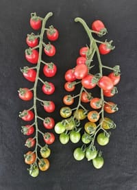 충남도 농업기술원, 대추형 방울토마토 ‘나이스허니·나이스맥스’ 출원 post image