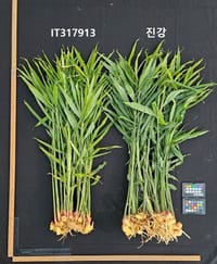 충남도 농업기술원 “생강 종자 주권, 충남이 지킨다!” post image
