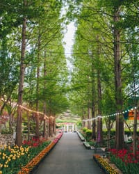 발길 닿는 곳마다 꽃물결, 충남의 봄 post image