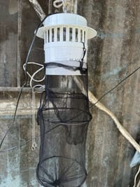 일본뇌염 매개모기 감시체계 본격 가동 post image