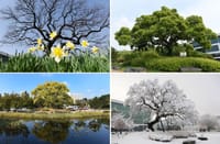 충남도, 지역 역사 생태 품은 보호수 체계적 관리 post image