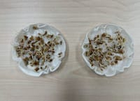 세종시농업기술센터, 자가채종 종자 파종전 발아율 검사 당부 post image