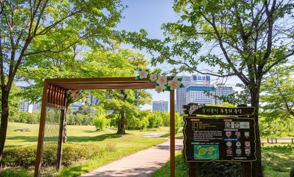 무궁화 만개한 8월, 대전의 ‘나라꽃 명소’로 떠나 보세요 post image