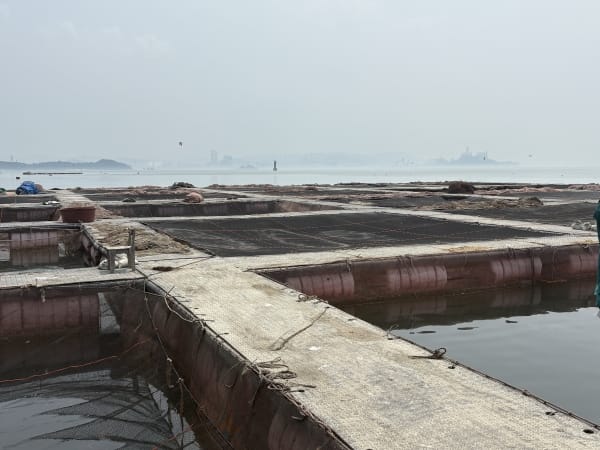 천수만 해역 ‘고수온 경보’ 발령 post image