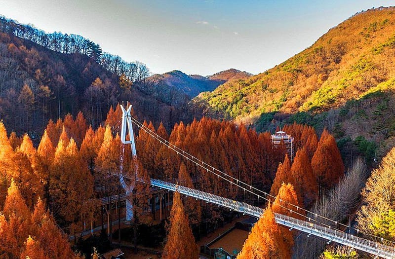 단풍따라 대전 한 바퀴… 어디를 가도 인생샷 명소 post image