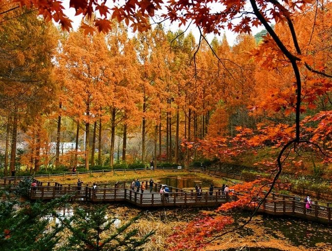 단풍은 절정인데 진입로는 극심 정체 장태산휴양림 한 달간 교통대책 추진 post image