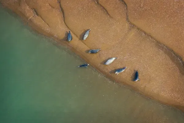 충남도 가로림만 ‘점박이물범 보호’ 230억 투입 post image