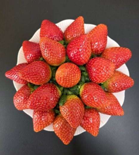 충남도 농업기술원, 설향보다 달고 단단한 신품종 딸기 개발 post image