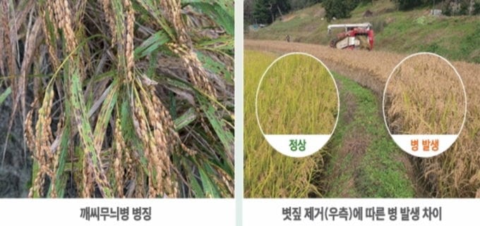 세종시농기센터, 규산질 비료 살포 및 볏짚 환원 등 당부 post image