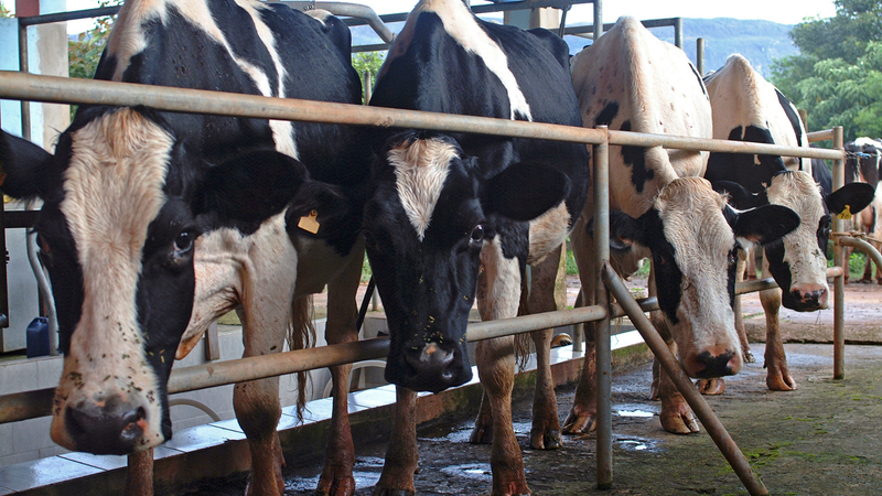 ‘민관 협업’으로 젖소 결핵병 잡는다 post image