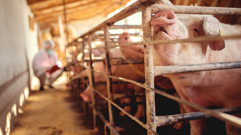 충남 아프리카돼지열병 방역대 해제 post image