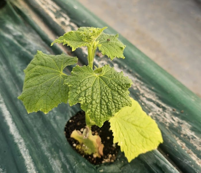 시설채소 최대 골칫거리 없앤다 post image