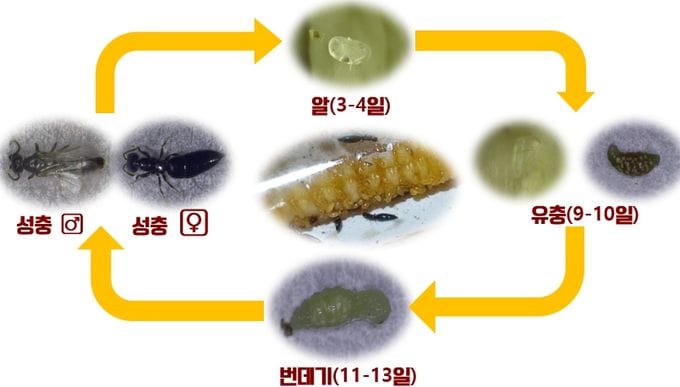 하늘소 유충 천적 ‘개미침벌’ 대량 사육 길 열렸다 post image